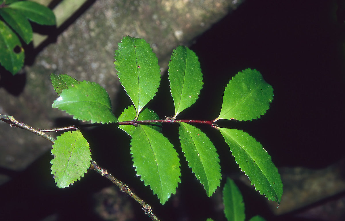 Large Grade Laurelia novae-zelandiae - Puketea