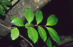 Load image into Gallery viewer, Large Grade Laurelia novae-zelandiae - Puketea
