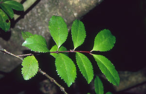 Large Grade Laurelia novae-zelandiae - Puketea