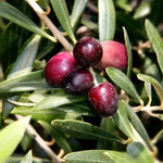 Load image into Gallery viewer, Large Grade Olea &#39;El Greco&#39; Standard
