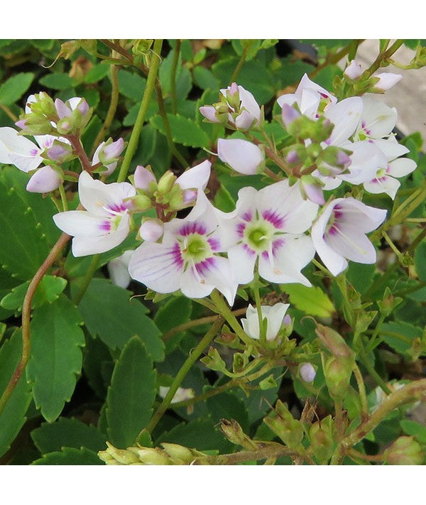 Parahebe lyalii PInk