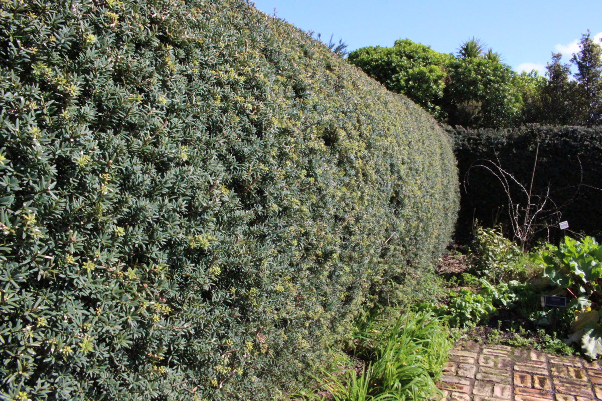 Large Grade Podocarpus 'Matapouri Blue'