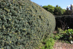 Load image into Gallery viewer, Large Grade Podocarpus &#39;Matapouri Blue&#39;
