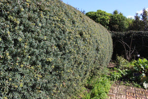 Large Grade Podocarpus 'Matapouri Blue'