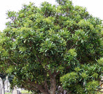 Load image into Gallery viewer, Large Grade Pseudopanax lessonii
