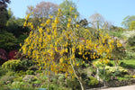 Load image into Gallery viewer, Large Grade Sohora tetraptera - North Island Kowhai
