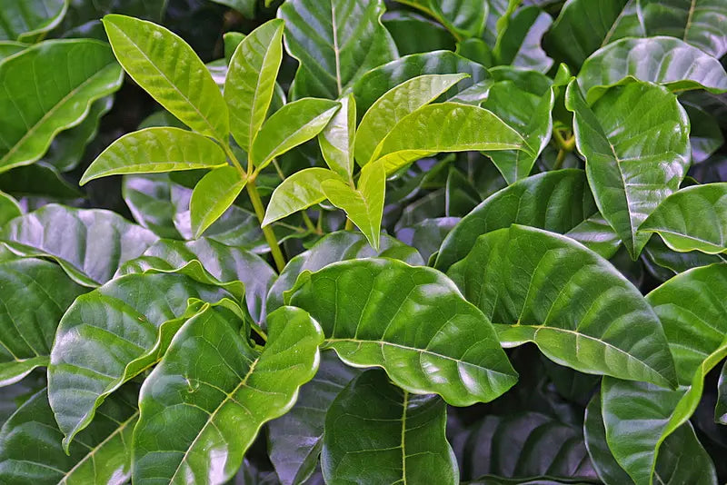 Large grade Vitex Lucens - Puriri