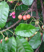 Load image into Gallery viewer, Large grade Vitex Lucens - Puriri
