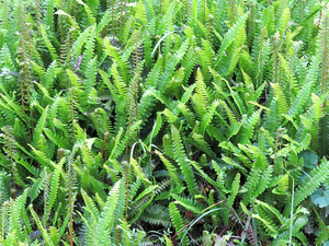 Blechnum penna – marina